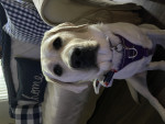 Photo of Nellie