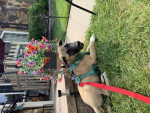 Photo of Buddy 