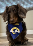 Photo of Louie