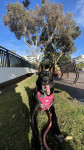Photo of Harley