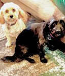 Photo of Stella & Foggy