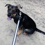 Photo of Koa