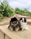 Photo of Cookie + Coal
