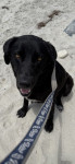 Photo of Bailey 