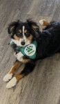 Photo of Zander