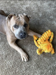 Photo of Max