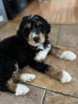 Photo of Roxy