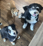 Photo of Henry, Maggie, and Skoshi