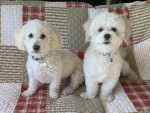 Photo of Cooper and Bentley 