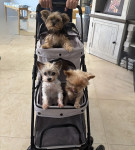 Photo of Pippa,Abby,Mia