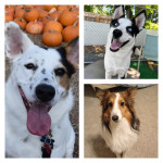 Photo of Arya, Darcy, & Primrose