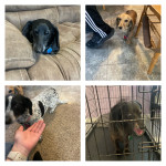 Photo of Ollie, Baxter, Grace, and Hope