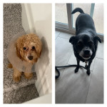 Photo of Kaja & King 