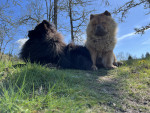 Photo of Tucco & Twilight