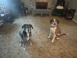Photo of Benny & Buddy