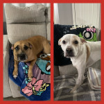 Photo of Penny & Peeps