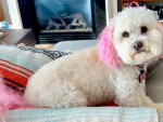 Photo of Betty White