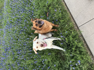 Photo of Cooper & Grizzly