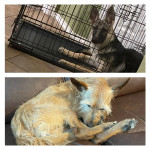 Photo of Lucy & Jolly 