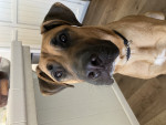 Photo of Sarge