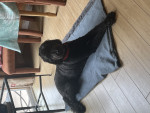 Photo of Romeo