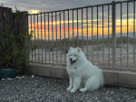 Photo of Roman