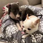 Photo of Cooper / Bentley / Shelby