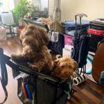 Photo of Milly and Olly