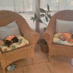 Photo of Royal, Lola & Lindy