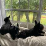 Photo of Mackenzee, Sophia and Molly