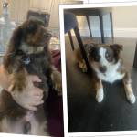 Photo of Sydney & Bear