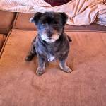 Photo of Rocky / Rosie / lulu