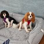 Photo of Leia and Bailey