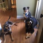 Photo of Crosby, Luna and Layla