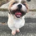 Photo of Bentley and Luna