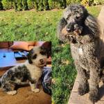 Photo of Lola & Barkley