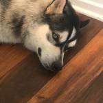 Photo of Huckleberry