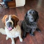 Photo of Bently / Rolls