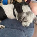 Photo of Harry and Willie