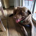 Photo of Honest & Tulip