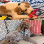 Photo of Sloan & Milo