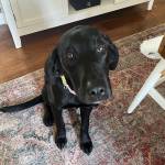 Photo of Rusty / Cocoa