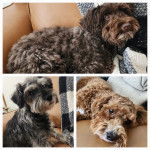 Photo of Jax, Dexter, Phoenix