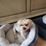 Photo of Bobby, Astro, Benjie, Lula, Winnie & Sammy