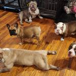 Photo of Mr. Brown / Cruella / Akilla / Poohchichi / Chiquita