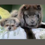 Photo of Juniper and Oreo