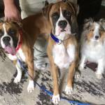 Photo of Layla, Jersey, Tucker