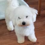 Photo of Benny & Mama