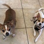 Photo of Star & Jefe