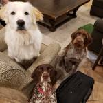 Photo of Champ, Lucy and Rip